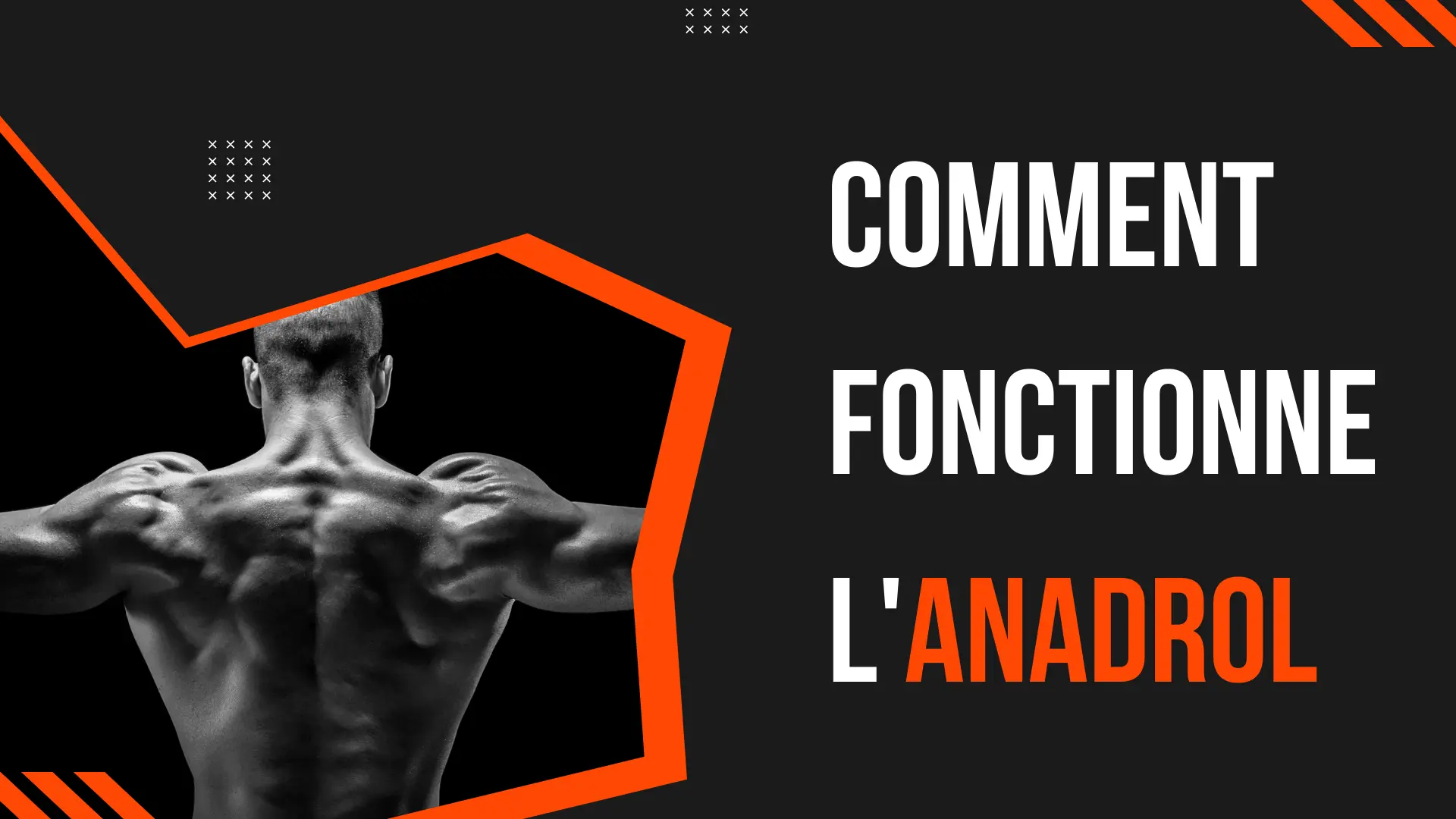 Comment fonctionne Anadrol